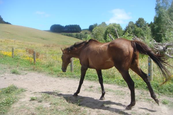 Horse running